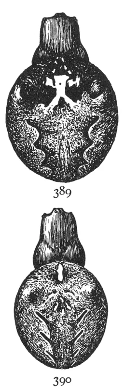 Araña Angular Tejedora de Orbe