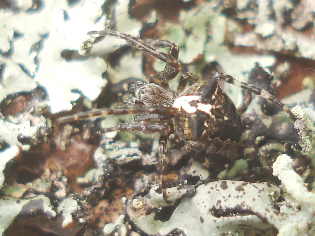 Araña Angular Tejedora de Orbe