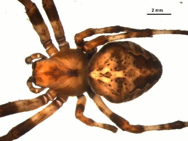 Araña Angular Tejedora de Orbe