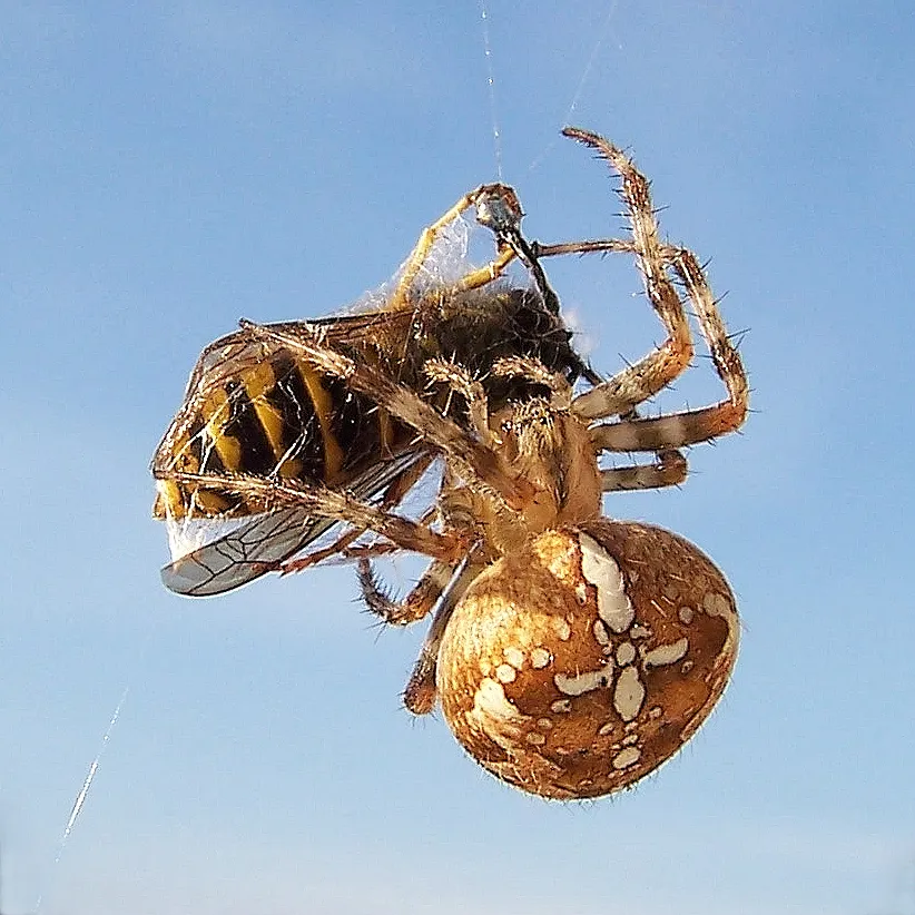Cross orbweaver