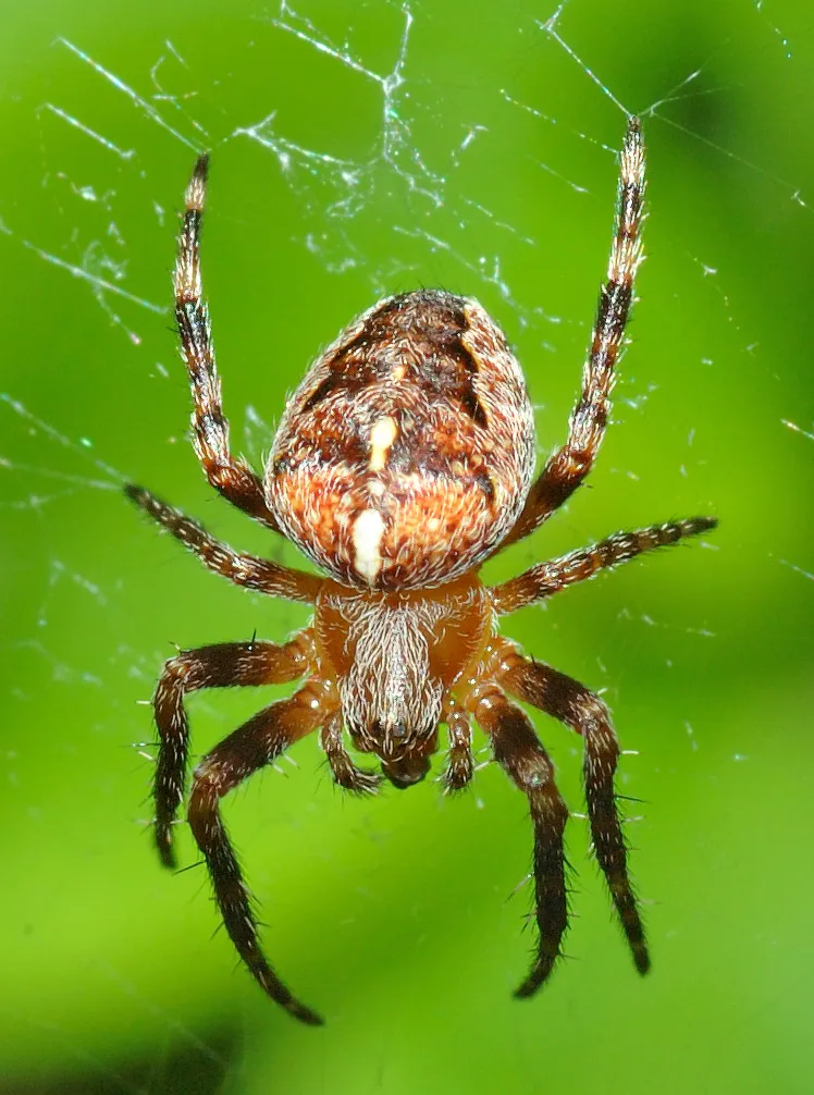 Cross orbweaver
