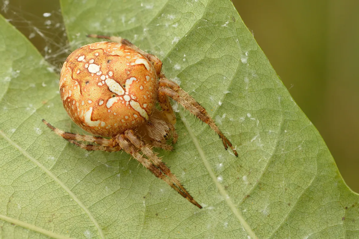 Cross orbweaver