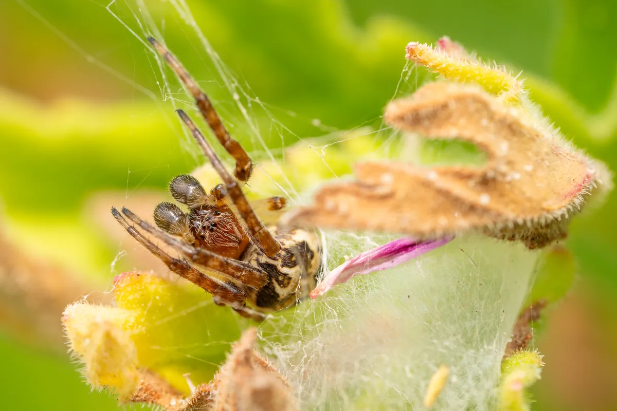 Cross orbweaver