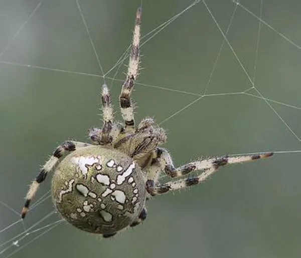 Araneus quadratus