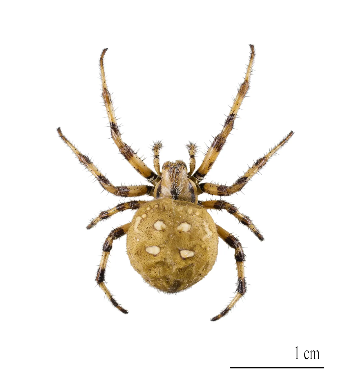 Four-spot Orb Weaver