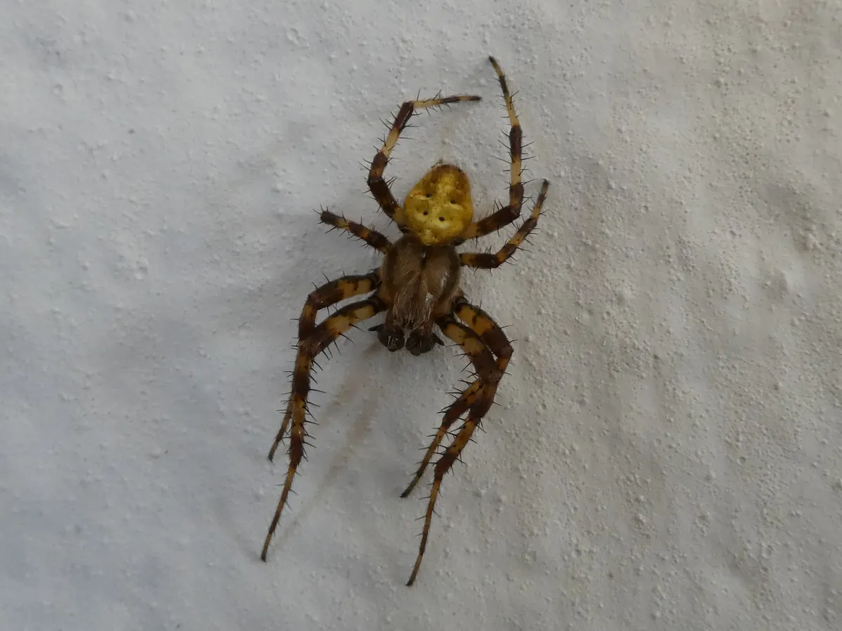 Four-spot Orb Weaver