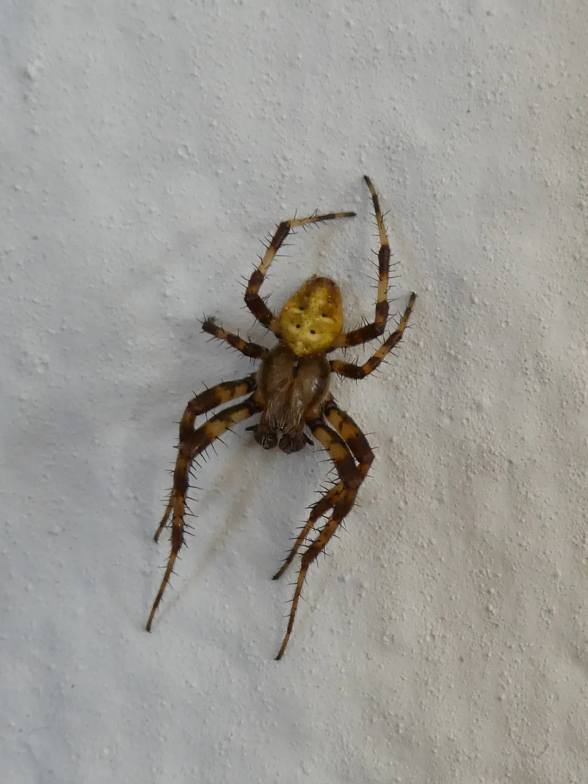 Four-spot Orb Weaver