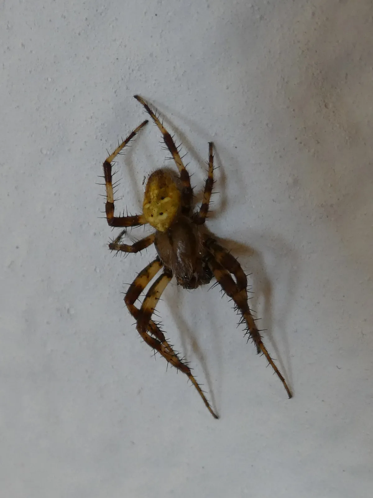 Four-spot Orb Weaver