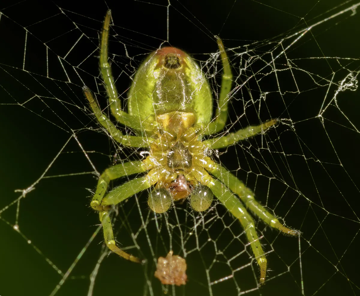 Cucumber Green Spider