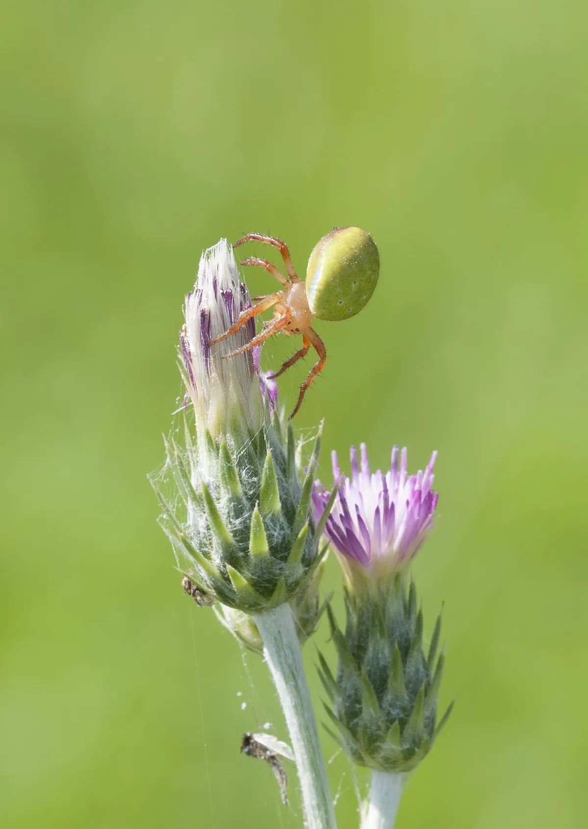 Cucumber Green Spider