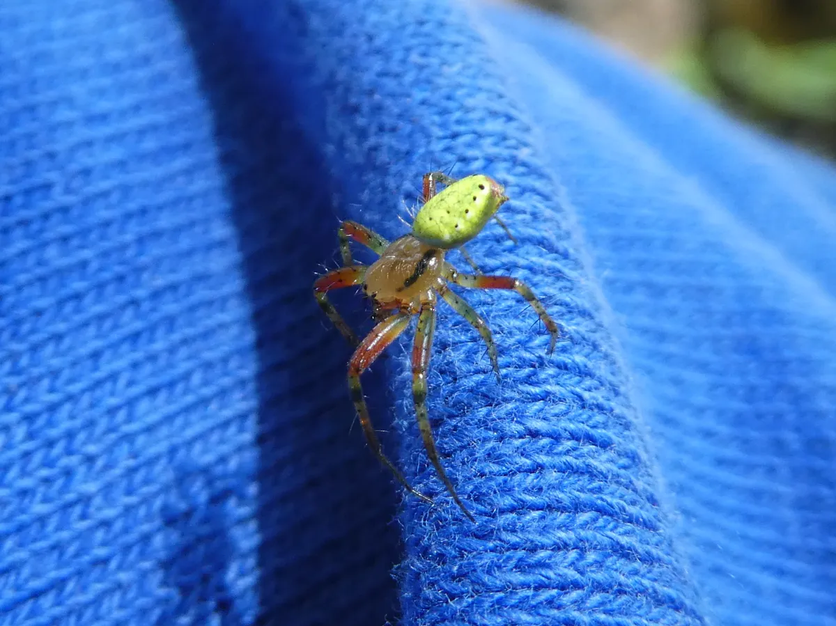 Cucumber Green Spider