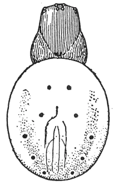 Araniella displicata