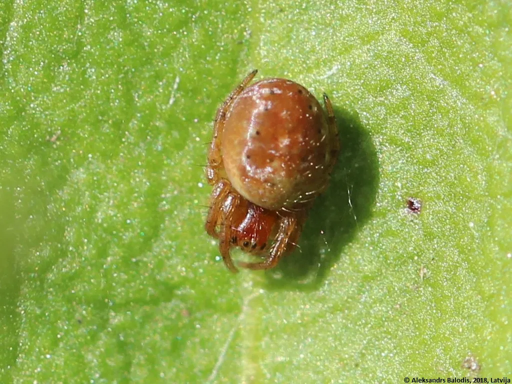 Sixspotted Orb Weaver