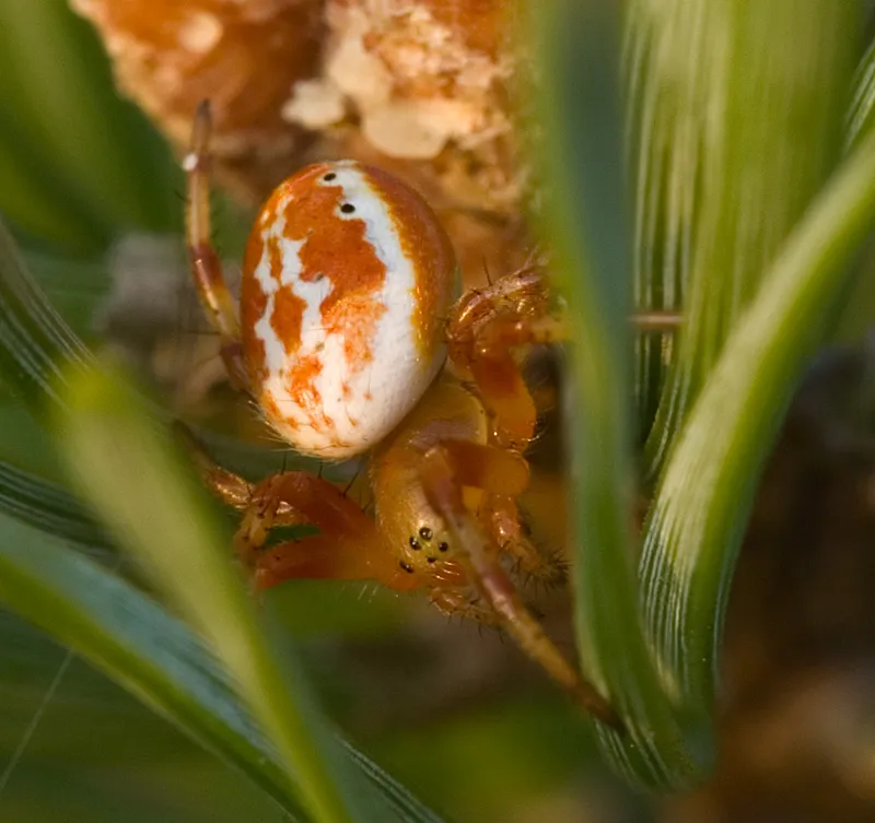 Sixspotted Orb Weaver