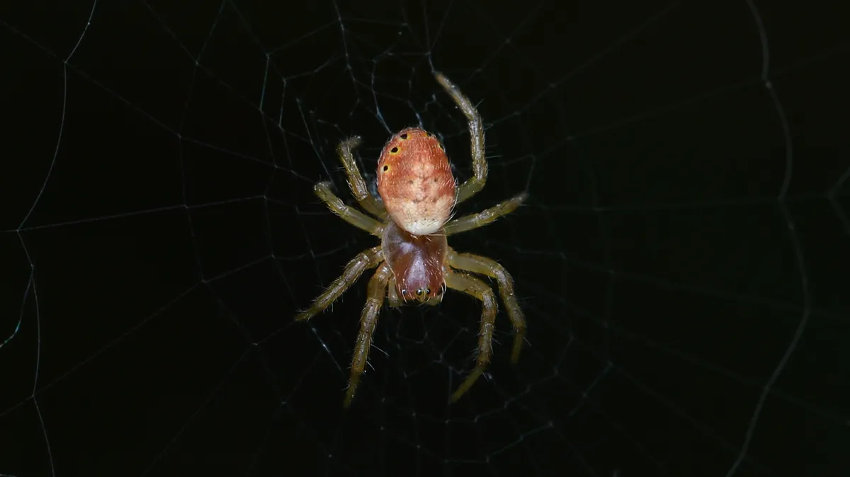 Sixspotted Orb Weaver
