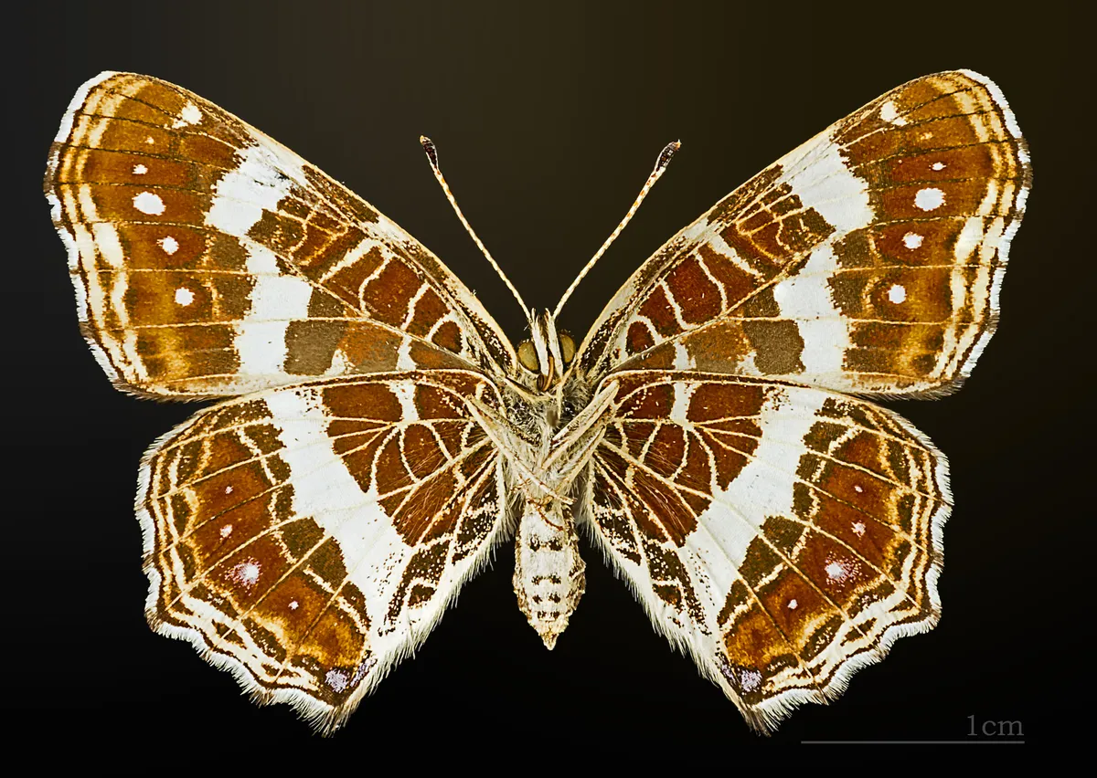Mariposa Mapa