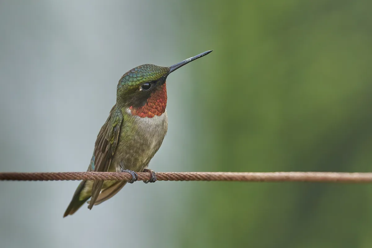 Colibrí Garganta de Rubí