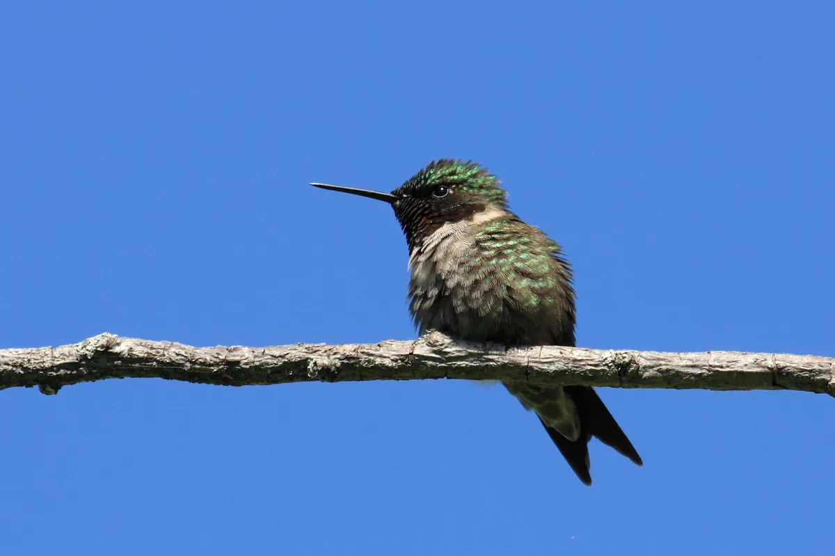 Colibrí Garganta de Rubí