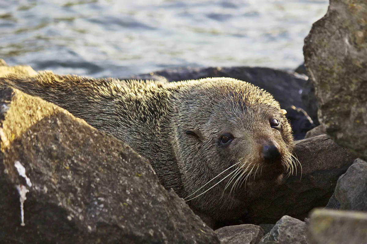 New Zealand Fur Seal