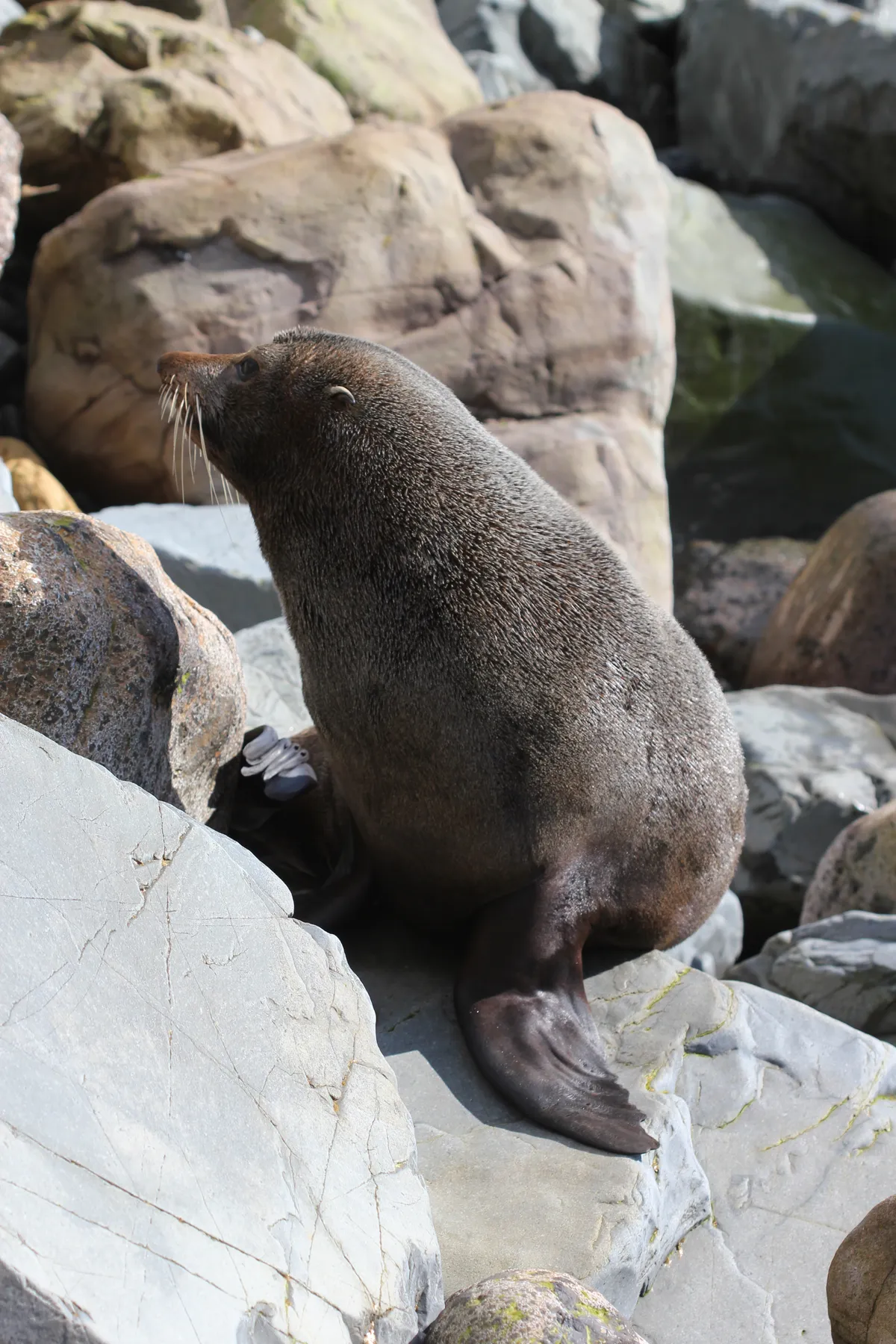 New Zealand Fur Seal