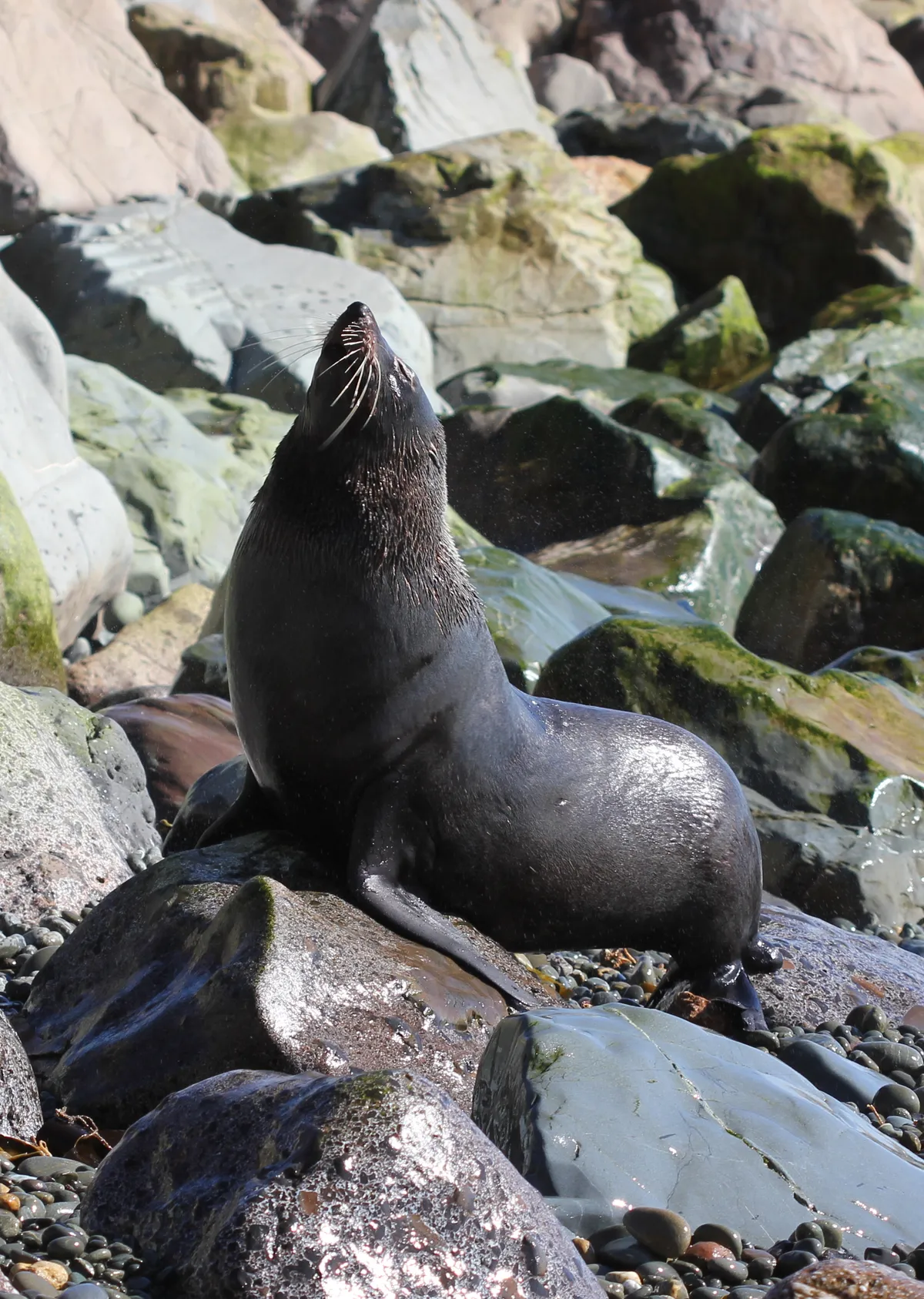 New Zealand Fur Seal