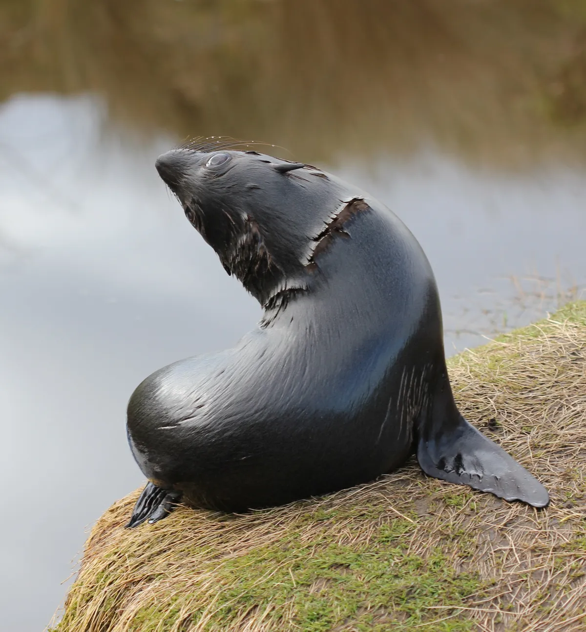 New Zealand Fur Seal