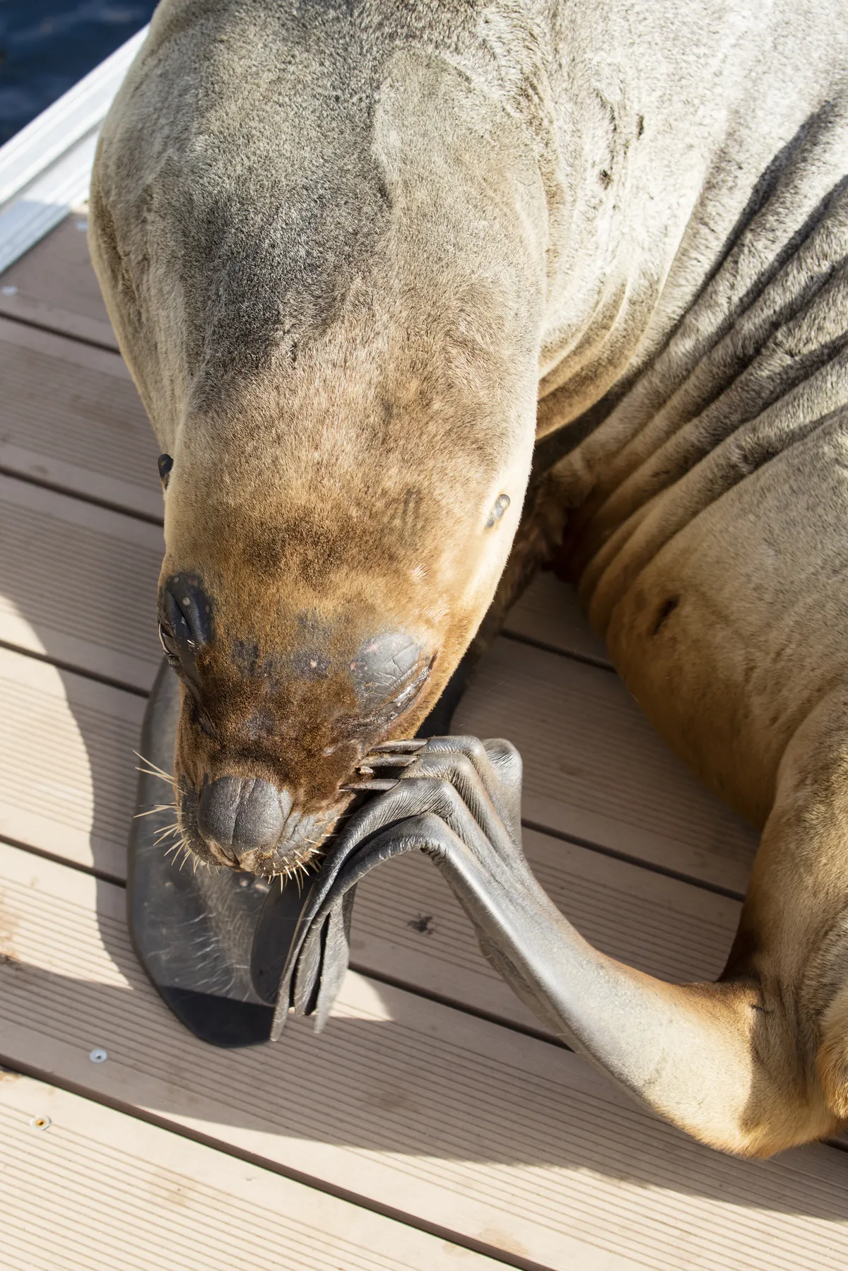Antarctic Fur Seal