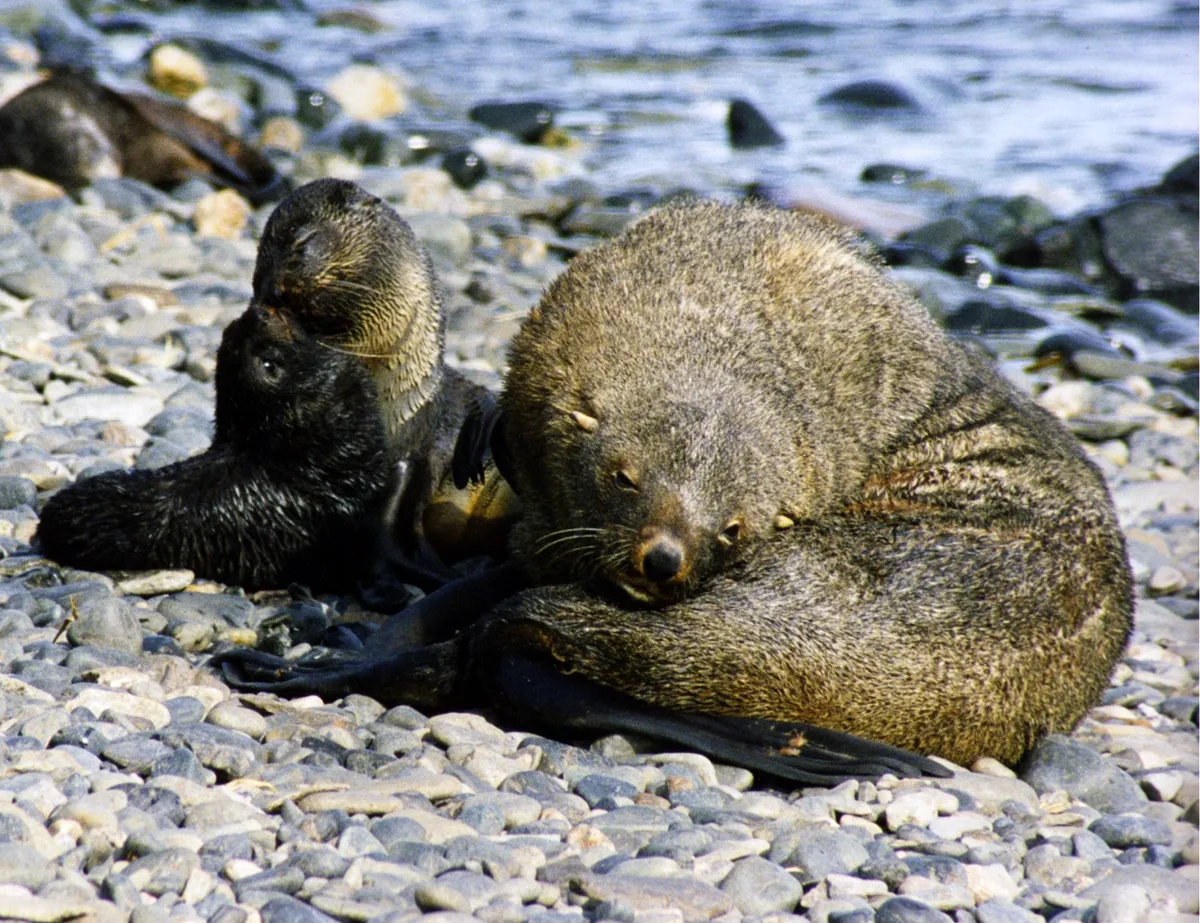 Antarctic Fur Seal