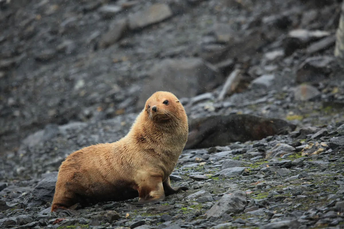 Antarctic Fur Seal