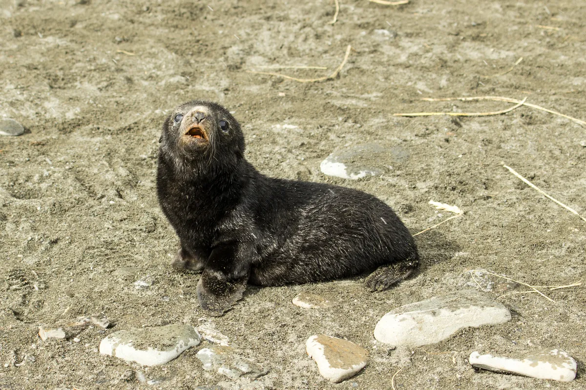 Antarctic Fur Seal