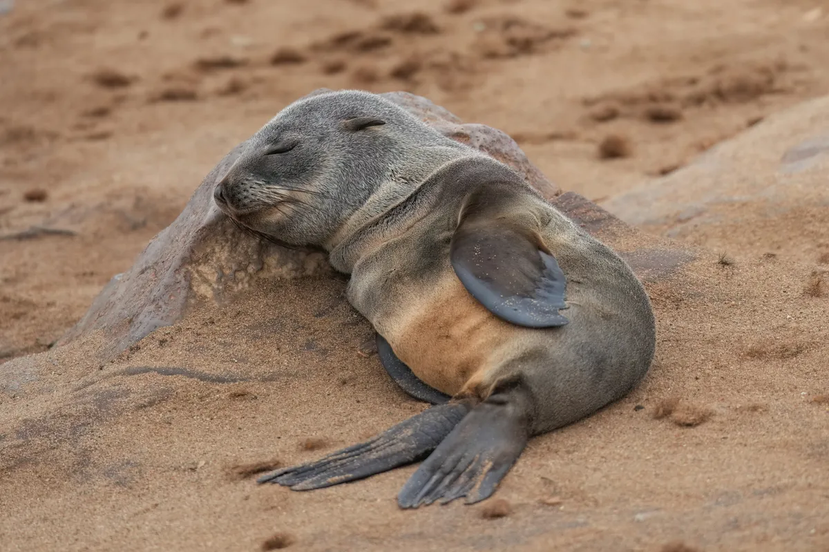 Brown Fur Seal