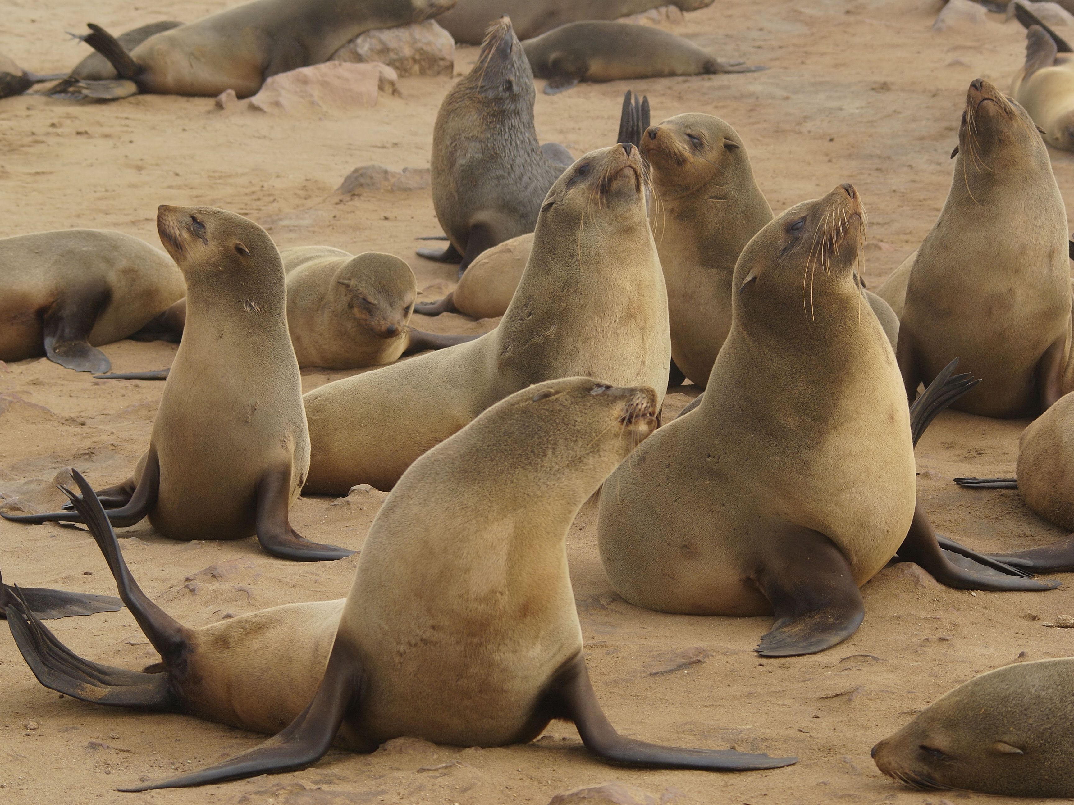 Brown Fur Seal