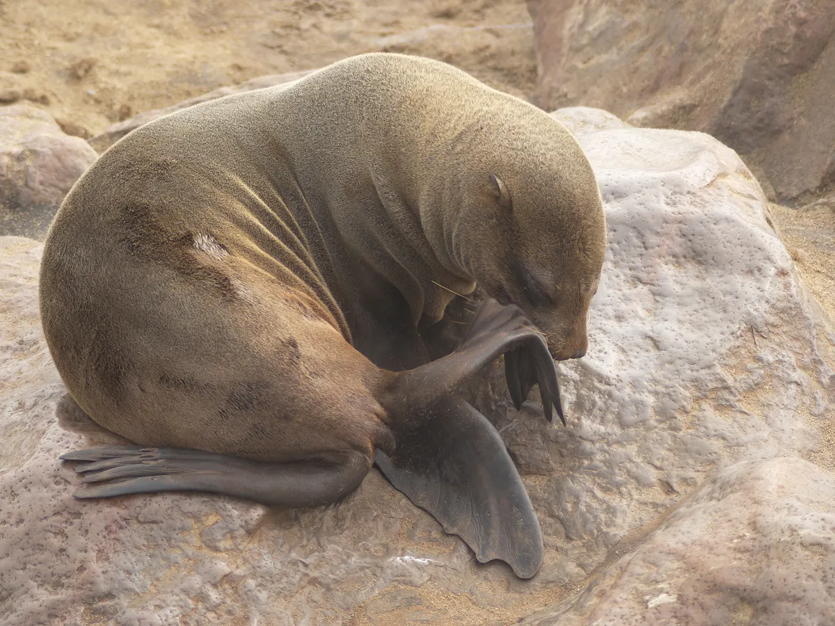 Brown Fur Seal