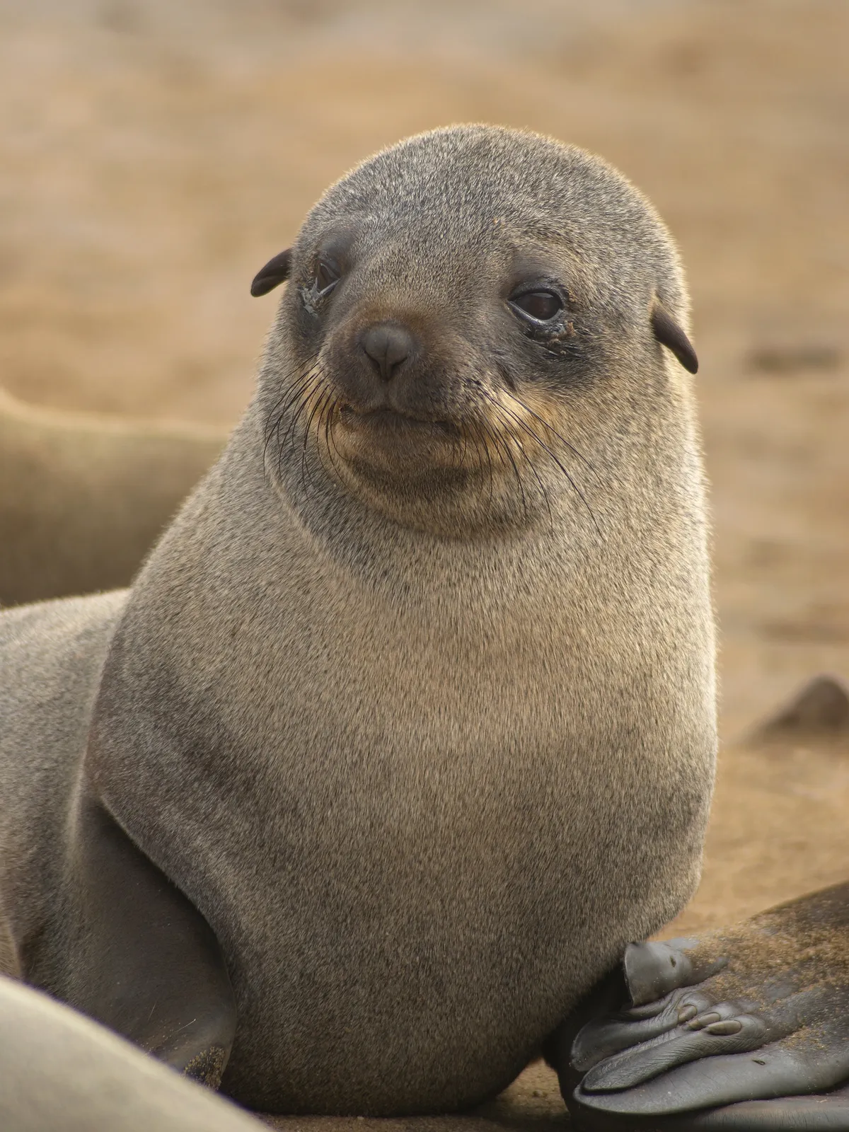 Brown Fur Seal