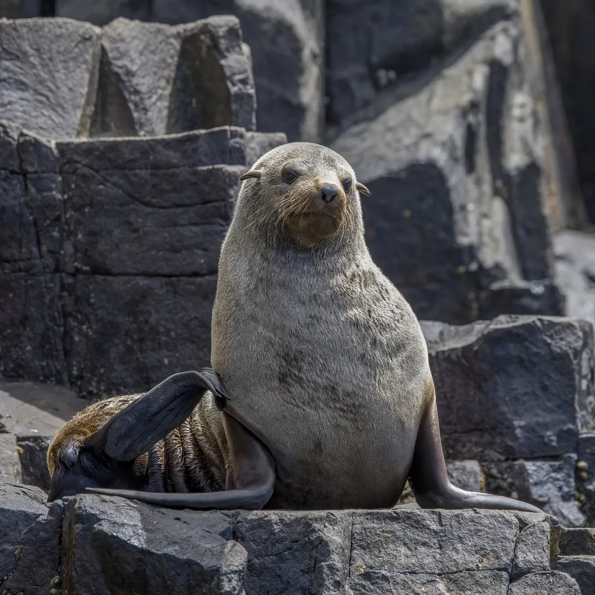 Brown Fur Seal