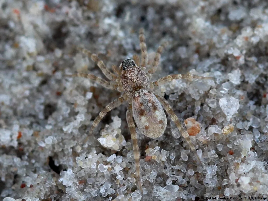 Araña Loba Gris Terrestre