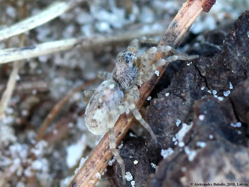 Araña Loba Gris Terrestre