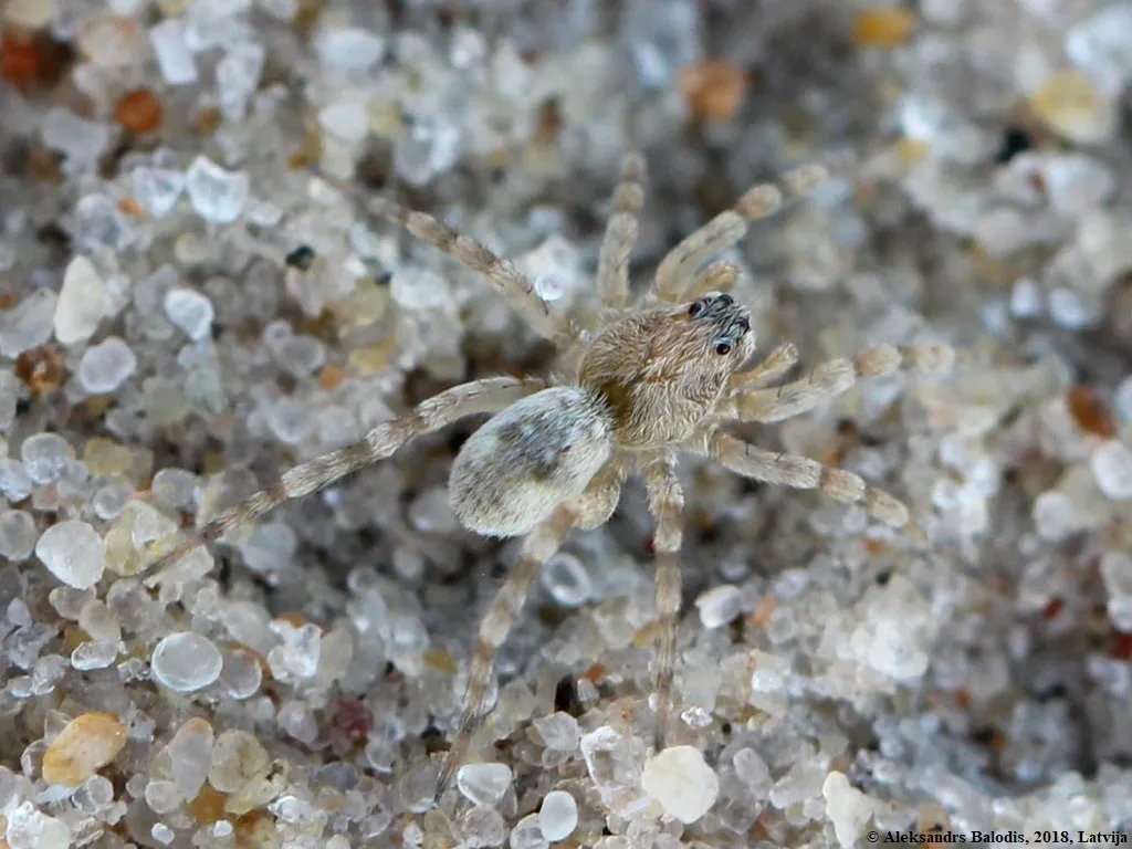 Araña Loba Gris Terrestre