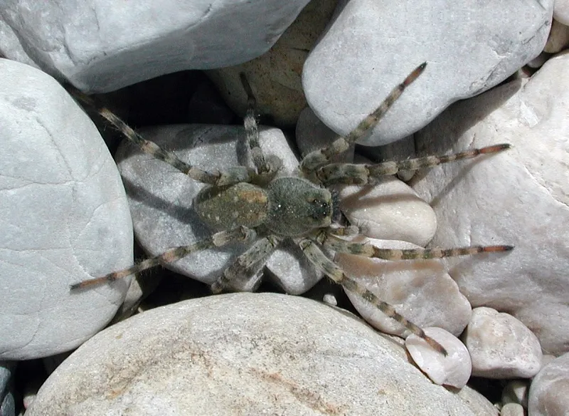Araña Loba Gris Terrestre