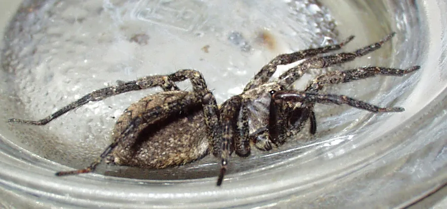 Leopard Wolf Spider