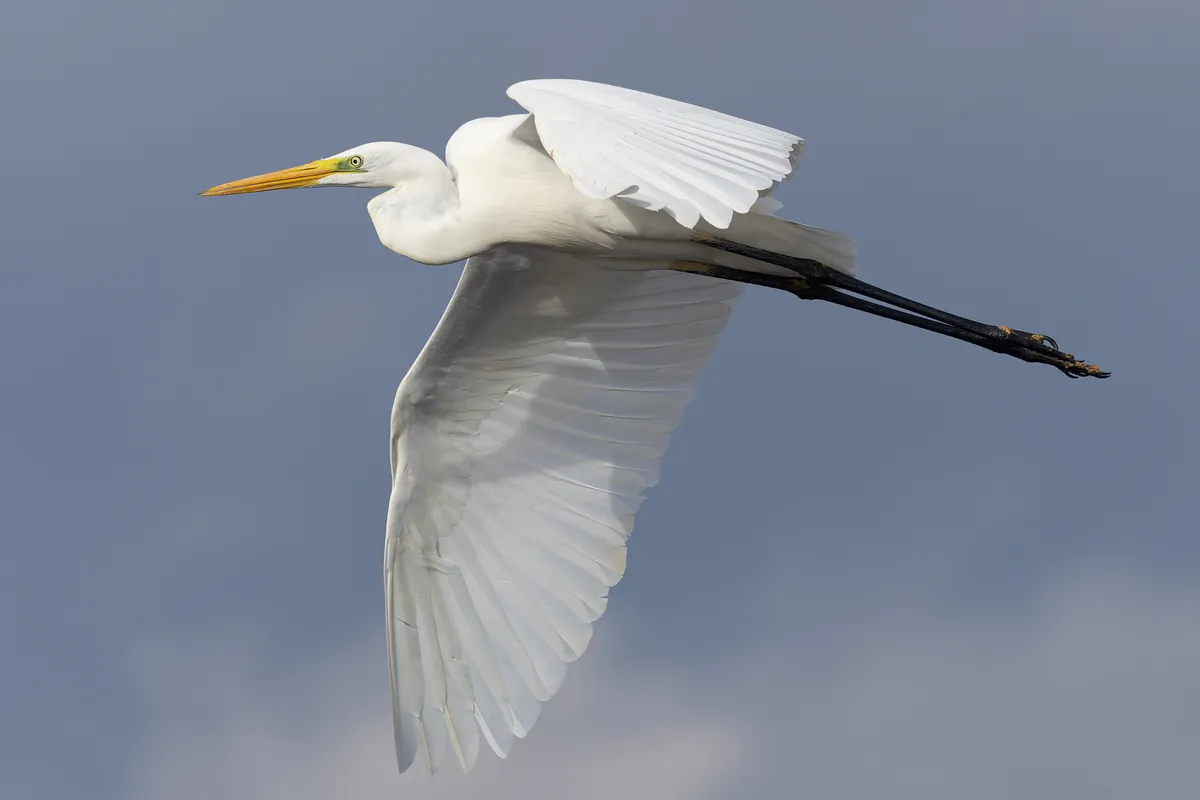 Ardea alba