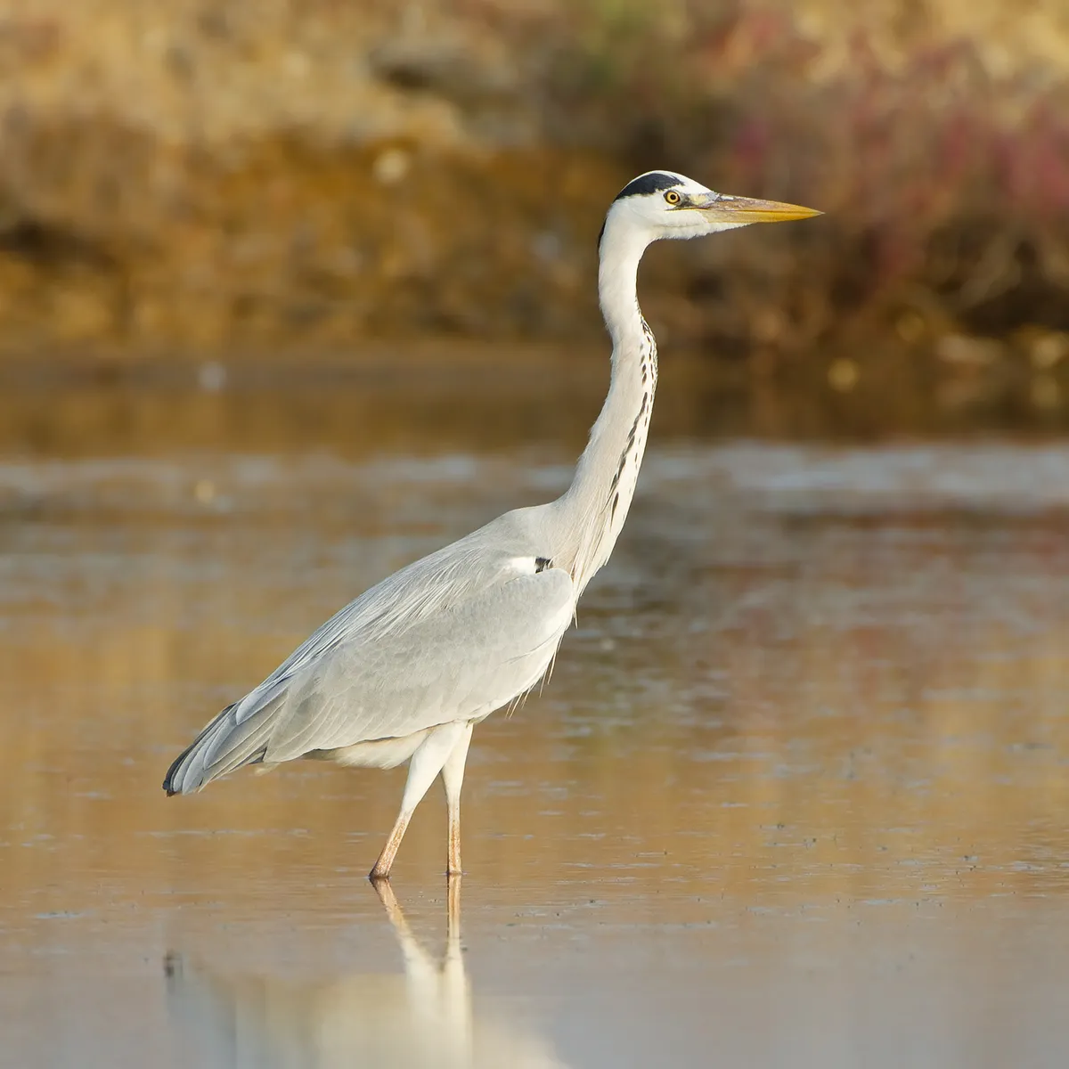 Gray Heron