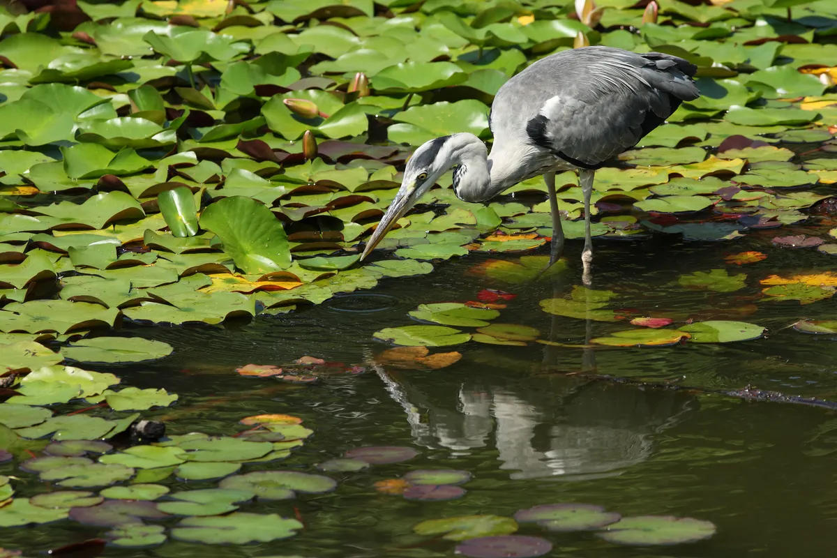 Gray Heron