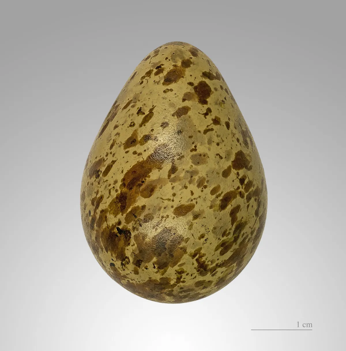 Vuelvepiedras Rojizo