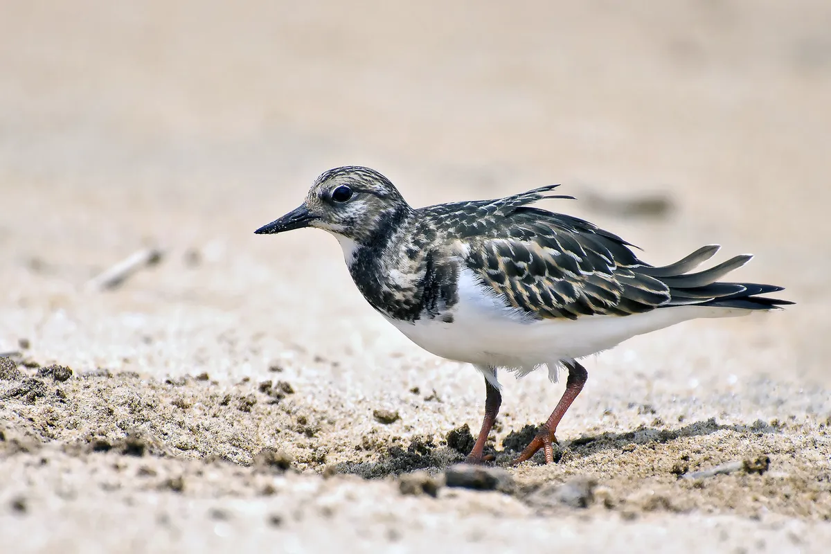 Vuelvepiedras Rojizo