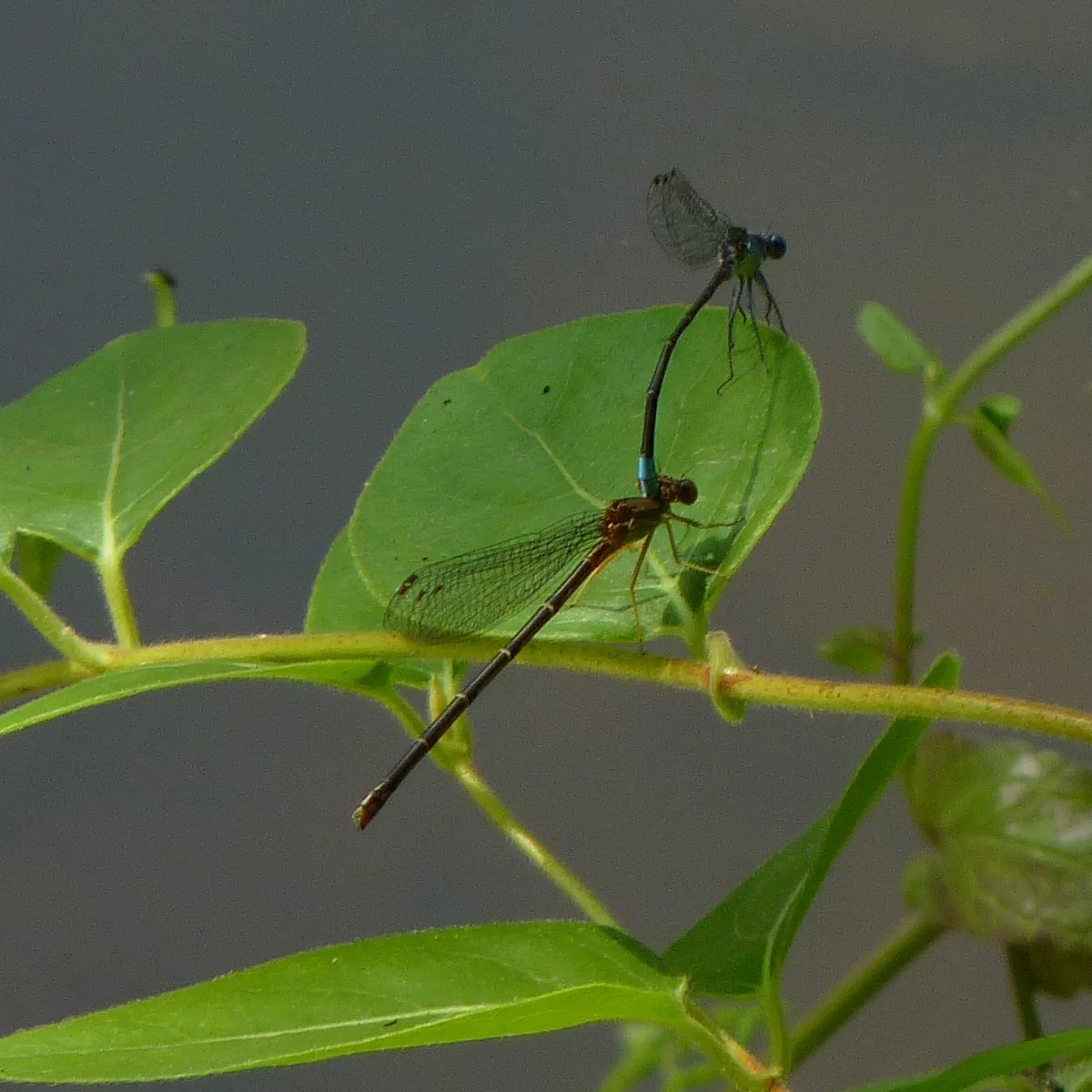 Blue-fronted Dancer