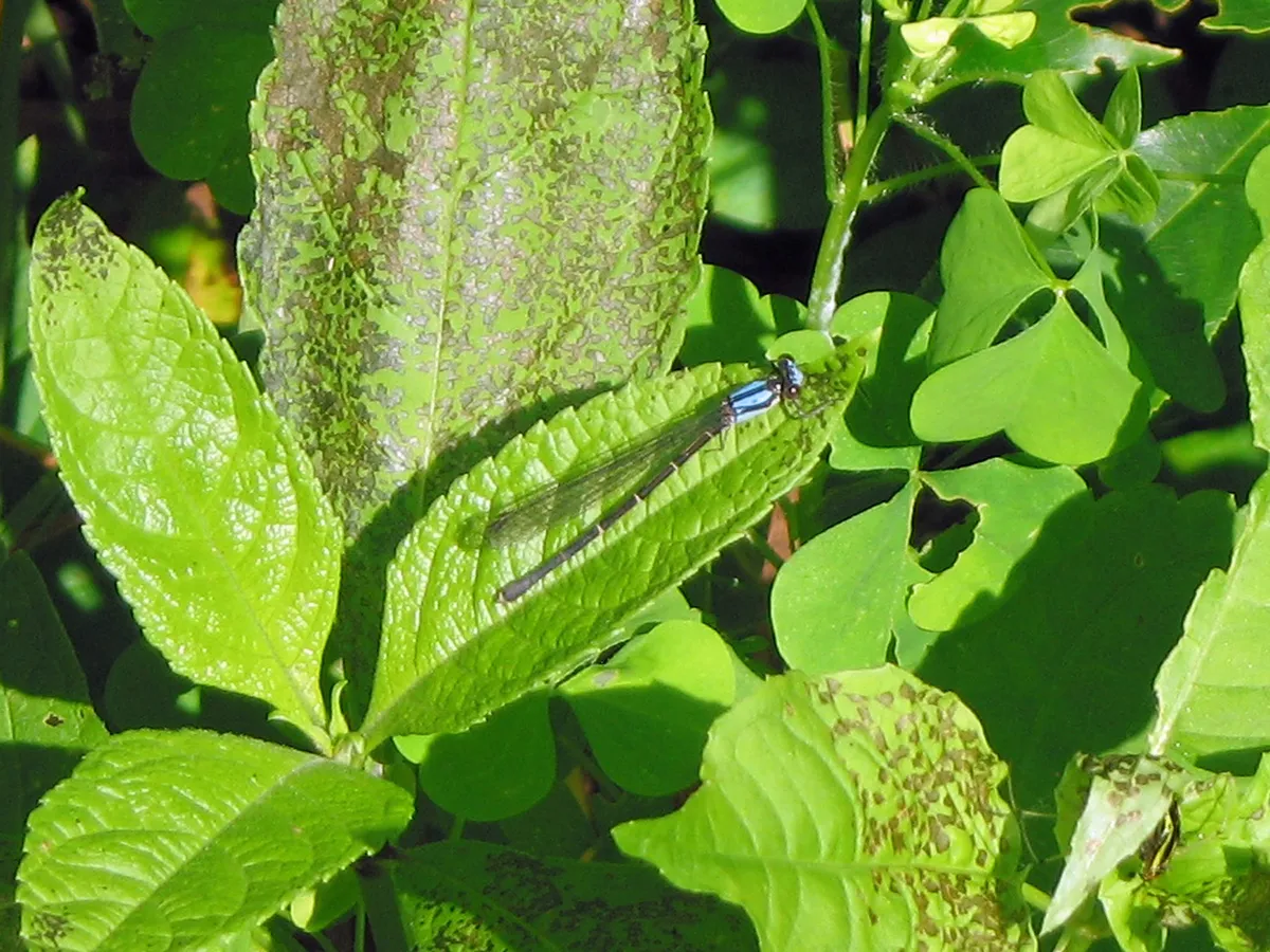 Blue-fronted Dancer