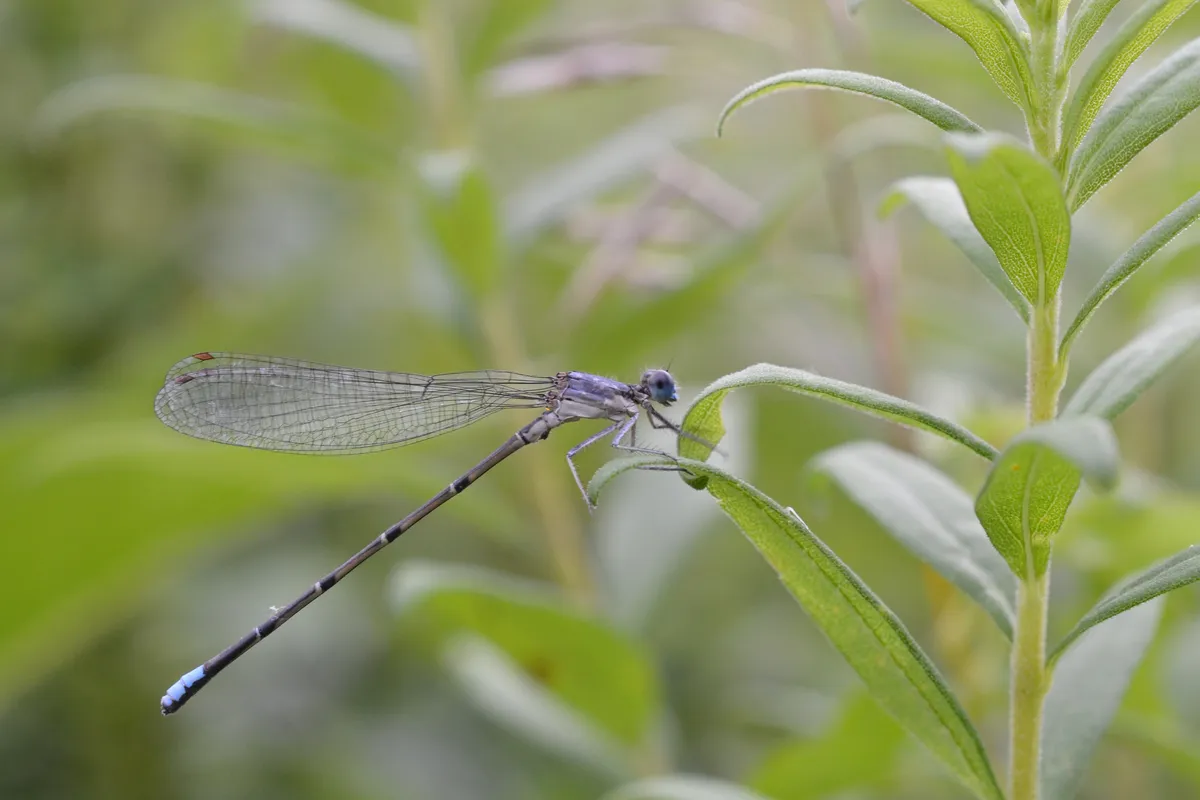 Blue-fronted Dancer