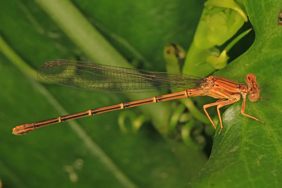 Blue-fronted Dancer