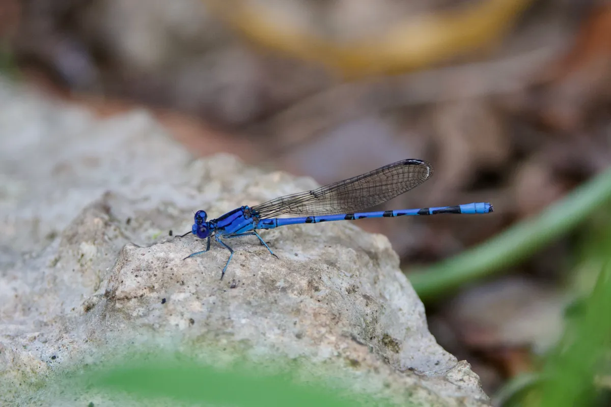 Argia funebris